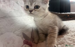 British Shorthair cats for sale: 1 BSH colour point & 4 rainbow BSH Chinchillas - Image 21