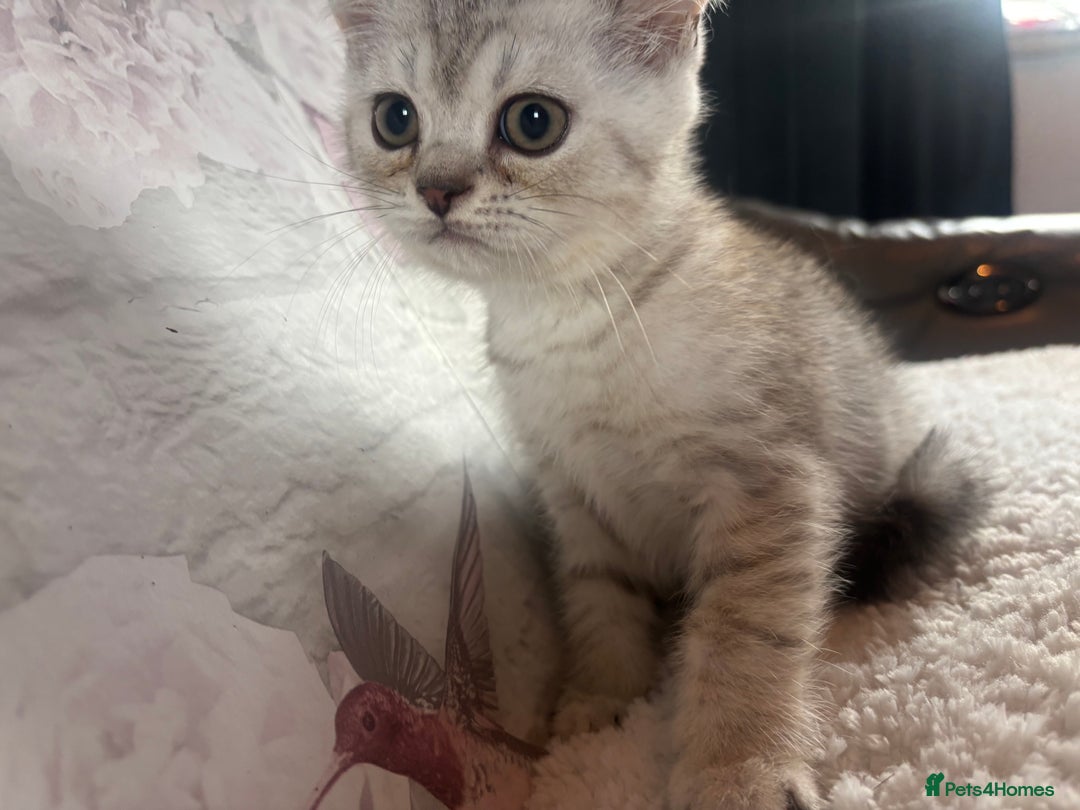 British Shorthair cats for sale: 1 BSH colour point & 4 rainbow BSH Chinchillas - Image 21
