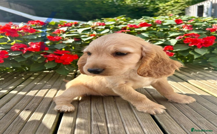 Cocker Spaniel dogs - Advert 3