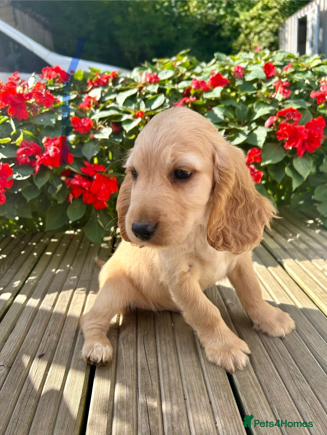 Cocker Spaniel dogs for sale: Cocker spaniel puppies - Image 2