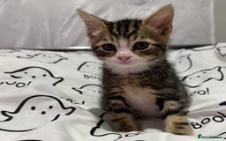 Mixed Breed cats for sale: 4 Gorgeous Tabby Kittens  - Image 8