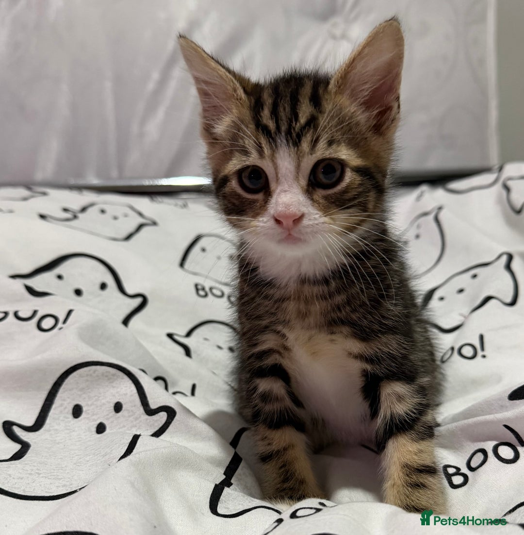 Mixed Breed cats for sale: 4 Gorgeous Tabby Kittens  - Image 8