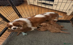 Cavapoo dogs for sale: Gorgeous F1 Cavapoo pups (1 male 1 female left)   - Image 3