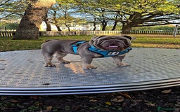 English Bulldog dogs for stud: Lowkey, Pink & Fluffy carrier Proven Stud!  - Image 7