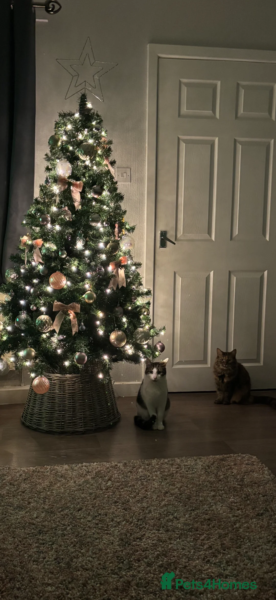 Domestic Shorthair cats for sale: Pixie and Thor in Buxton - Advert 2