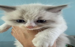 Ragdoll cats for sale: Beautiful purebred Ragdoll kittens - Image 16