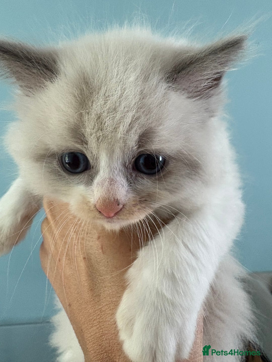 Ragdoll cats for sale: Beautiful purebred Ragdoll kittens - Image 16