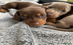 Miniature Dachshund dogs for sale: Adorable Smooth Haired Mini Daxis PRA CLEAR - Image 7