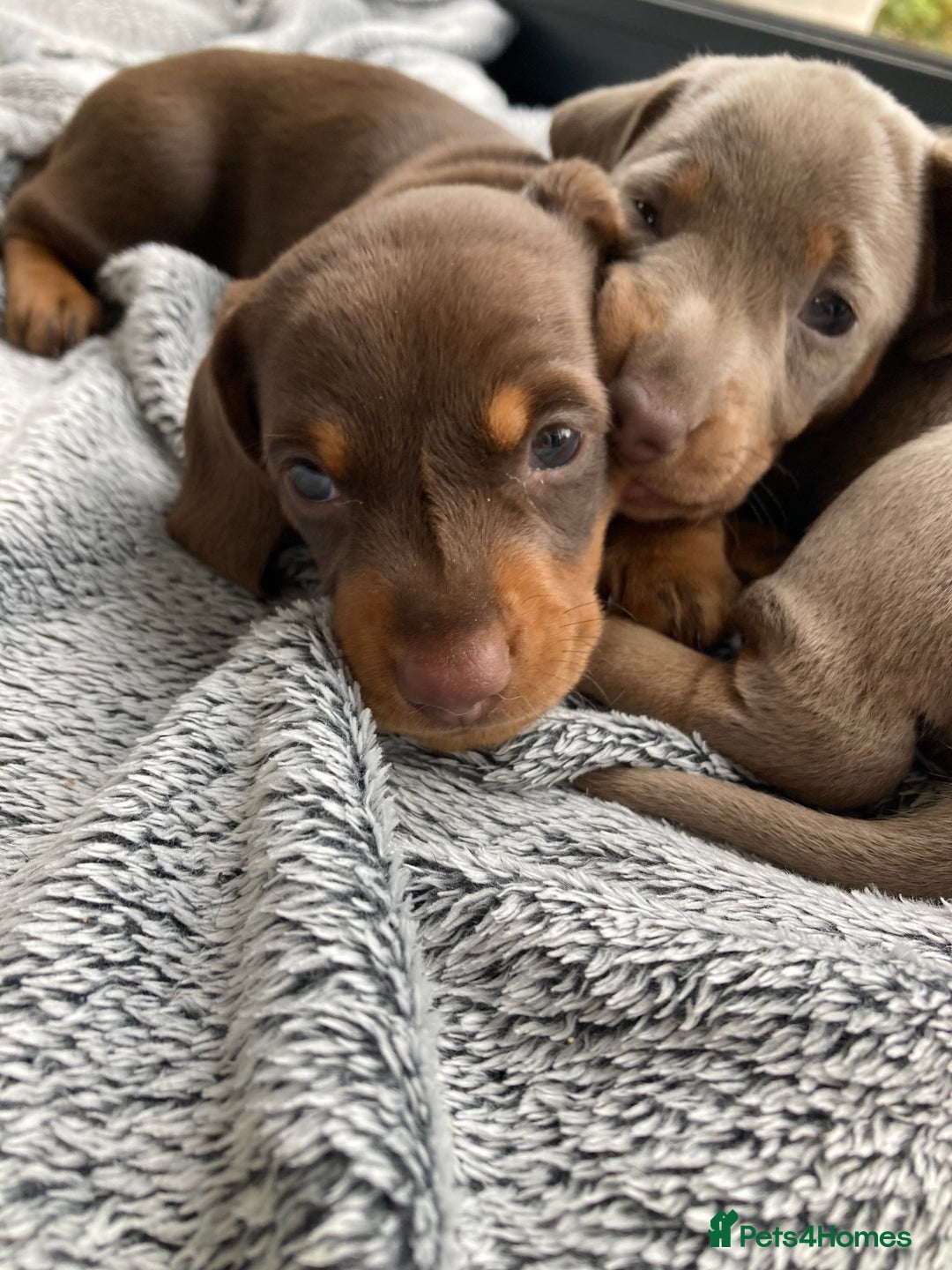 Miniature Dachshund dogs for sale: Adorable Smooth Haired Mini Daxis PRA CLEAR - Image 7
