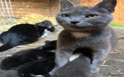 Ragdoll cats for sale: RagDoll X Kittens  - Image 2