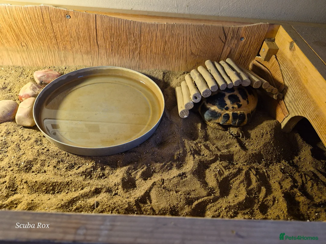 Tortoise reptiles for sale: Horseshoe Tortoise and enclosure in Telford - Advert 2