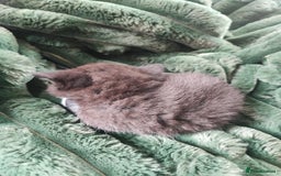 Devon Rex cats for sale: Munchkin x Devon rex  - Image 9