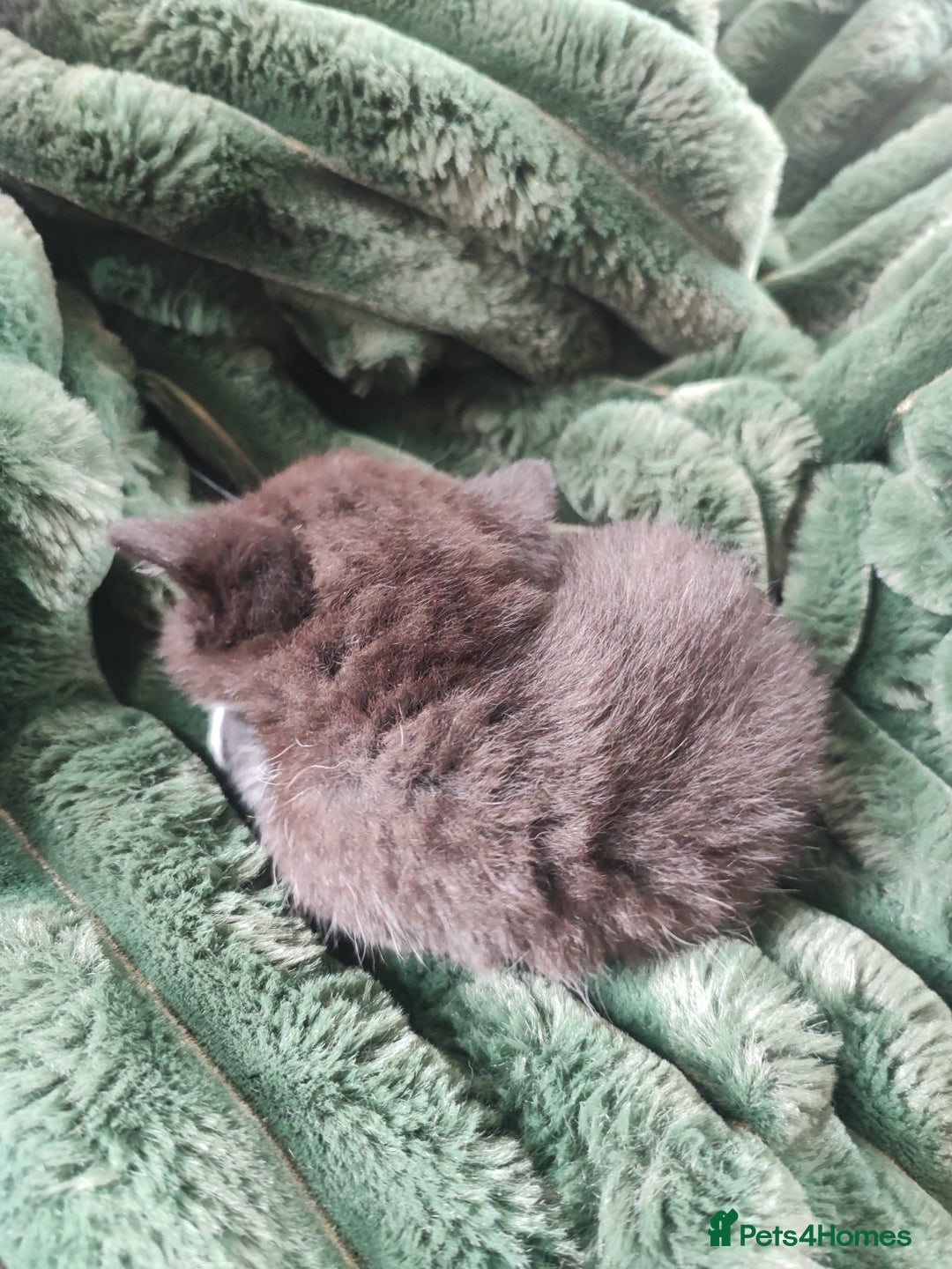 Devon Rex cats for sale: Munchkin x Devon rex  - Image 9