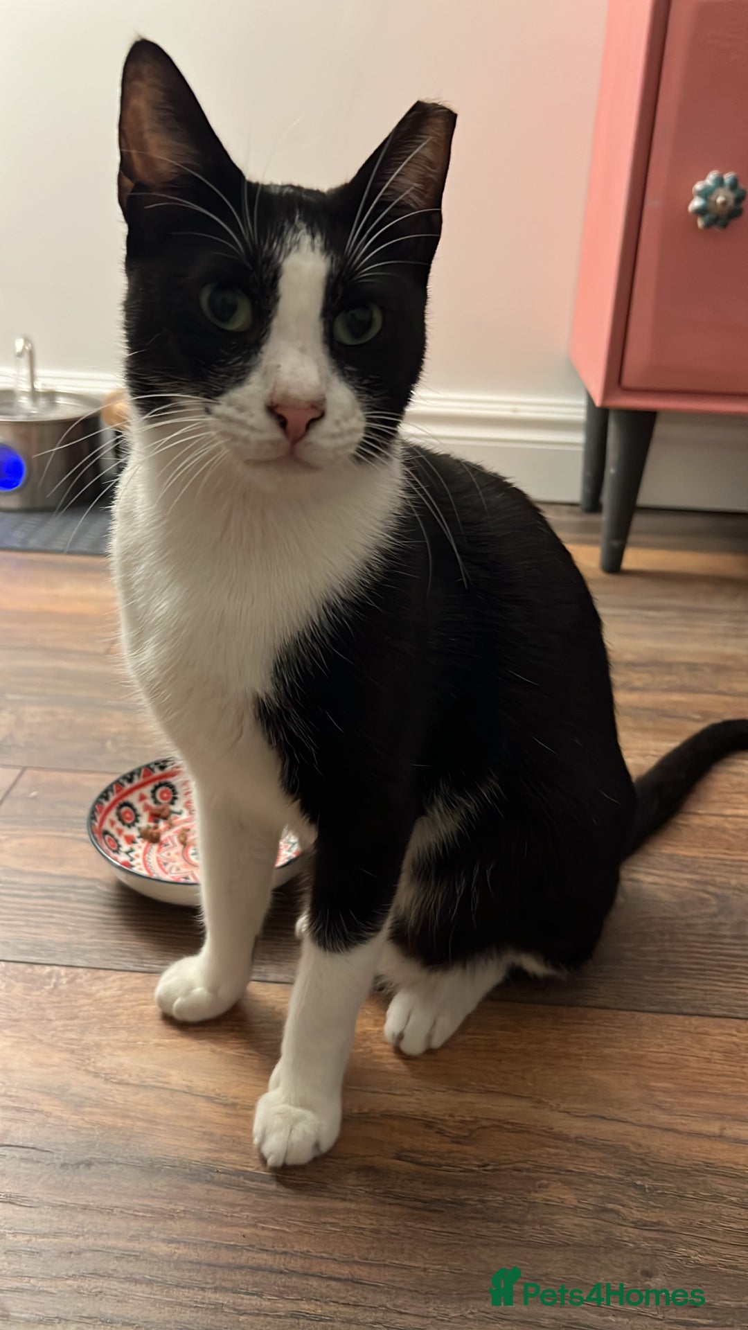 Arabian Mau cats for adoption: Minnie  - Advert 4