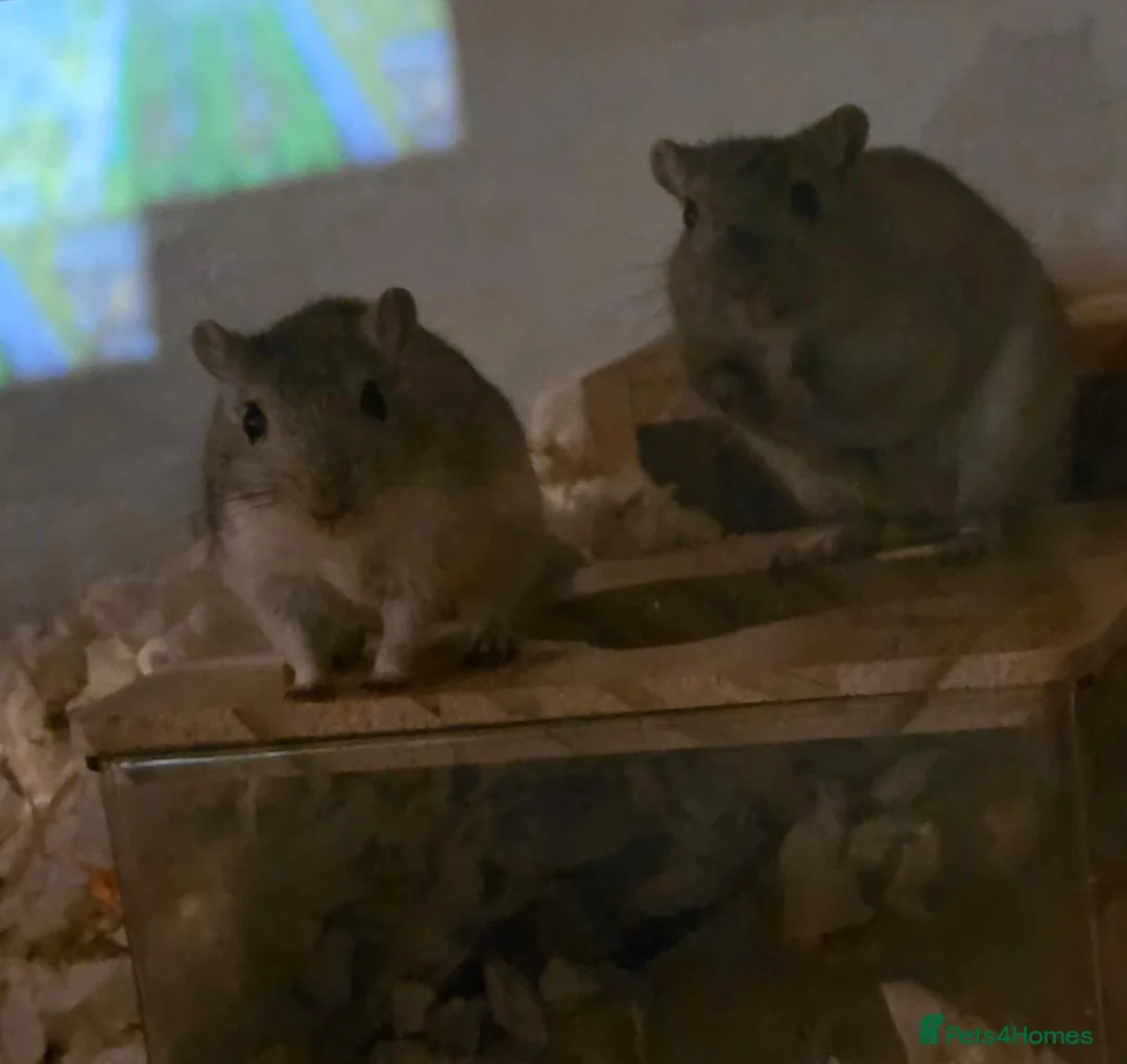 Gerbil rodents for sale: 2 female Gerbils  - Advert 1