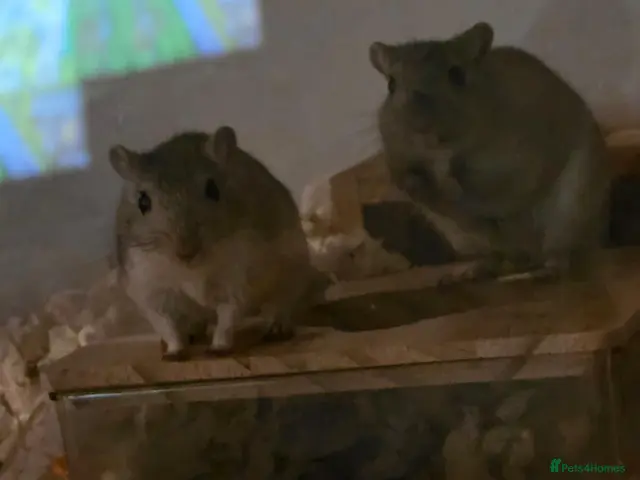 Gerbil rodents 2 female Gerbils - Advert 1