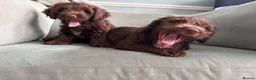Mixed Breed dogs for sale: cockerpoo  - Advert 9