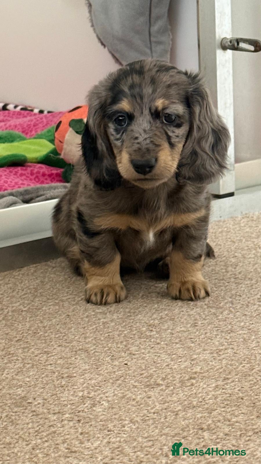 Miniature Dachshund dogs Miniature dachshund pups - Advert 18