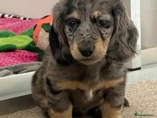 Miniature Dachshund dogs Miniature dachshund pups - Advert 18