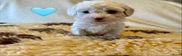 Mixed Breed dogs for sale: Beautiful Litter of Shihpoochon Puppies - Advert 11