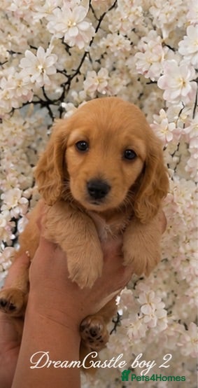Miniature Dachshund dogs Ready to leave Kc long coat puppies  - Advert 2
