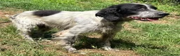 English Setter dogs for adoption: Inca  in Alfreton - Advert 1