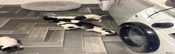 Jack Russell dogs for sale: Miniature Jack Russell  - Advert 1