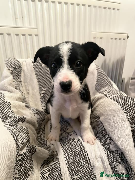 Border Collie dogs ☀️Ready-Stunning Border Collie Puppies☀️ - Advert 4
