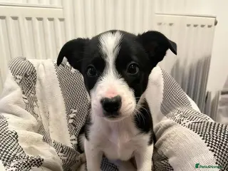 Border Collie dogs ☀️Ready-Stunning Border Collie Puppies☀️ - Advert 4