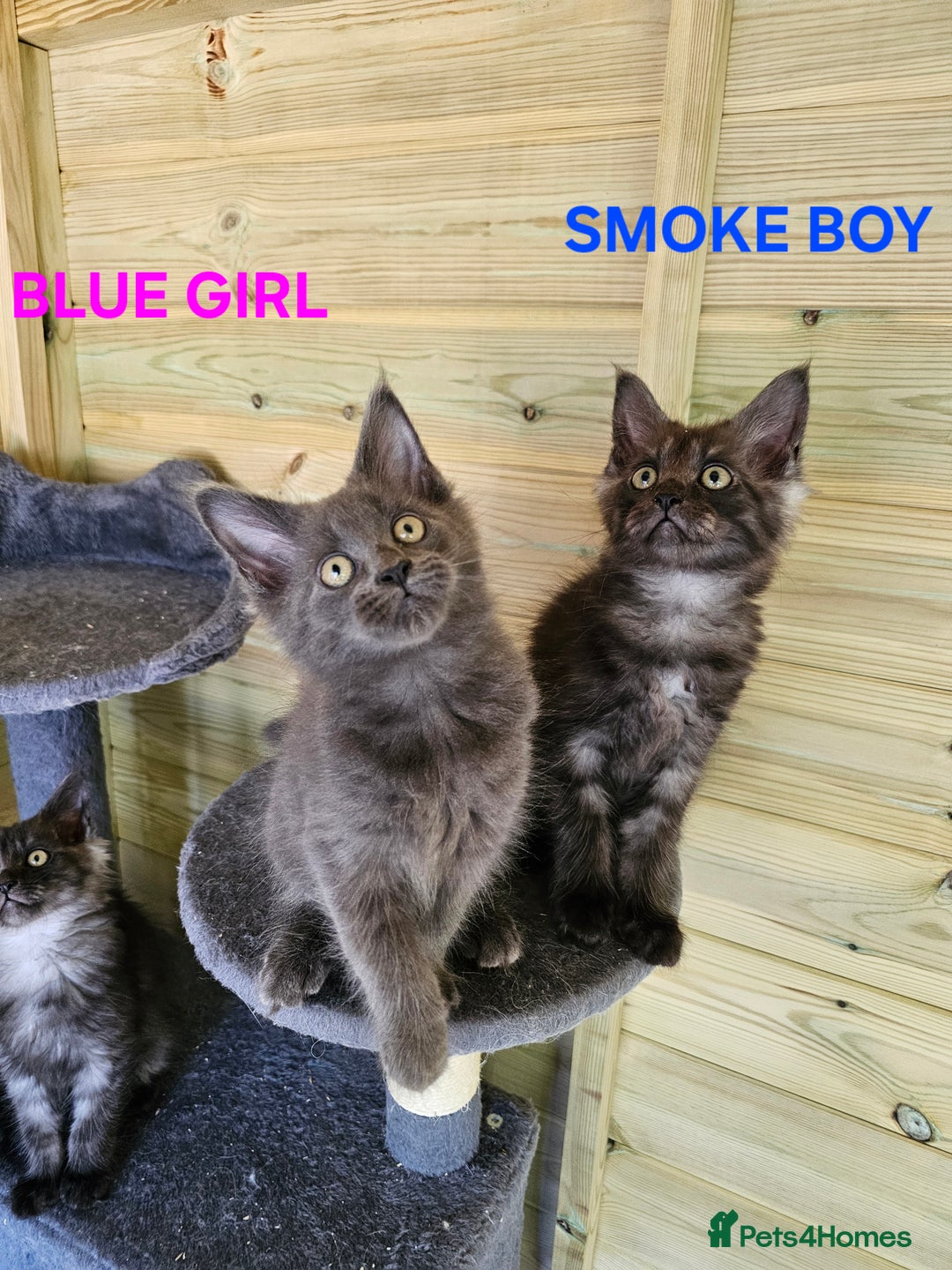 Maine Coon cats for sale: Maine Coon  - Image 4
