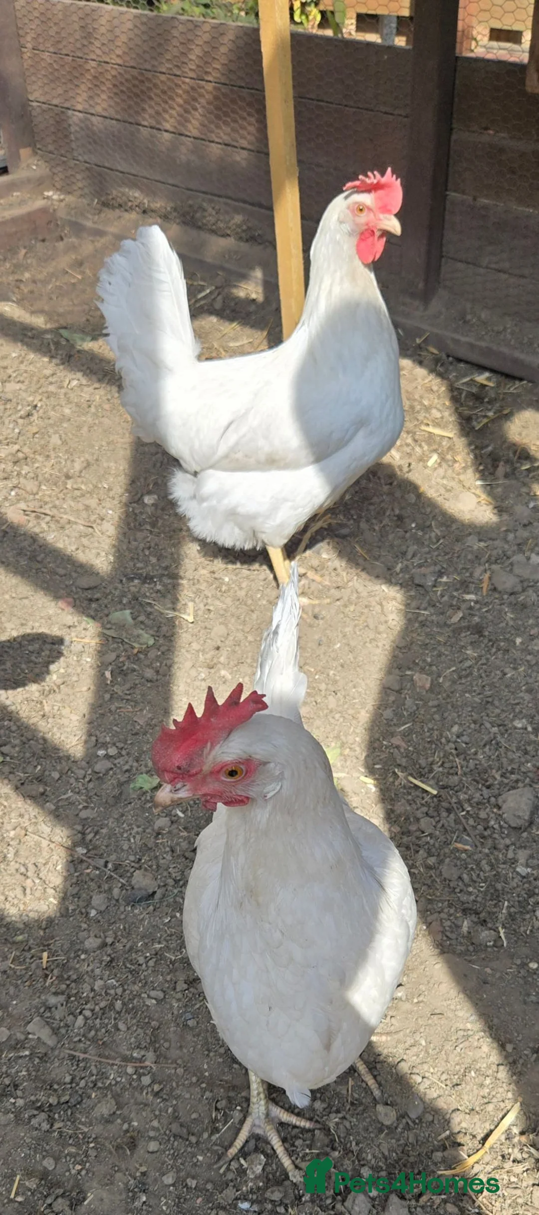 Chickens poultry for sale: Olive skyline x2 - Advert 3