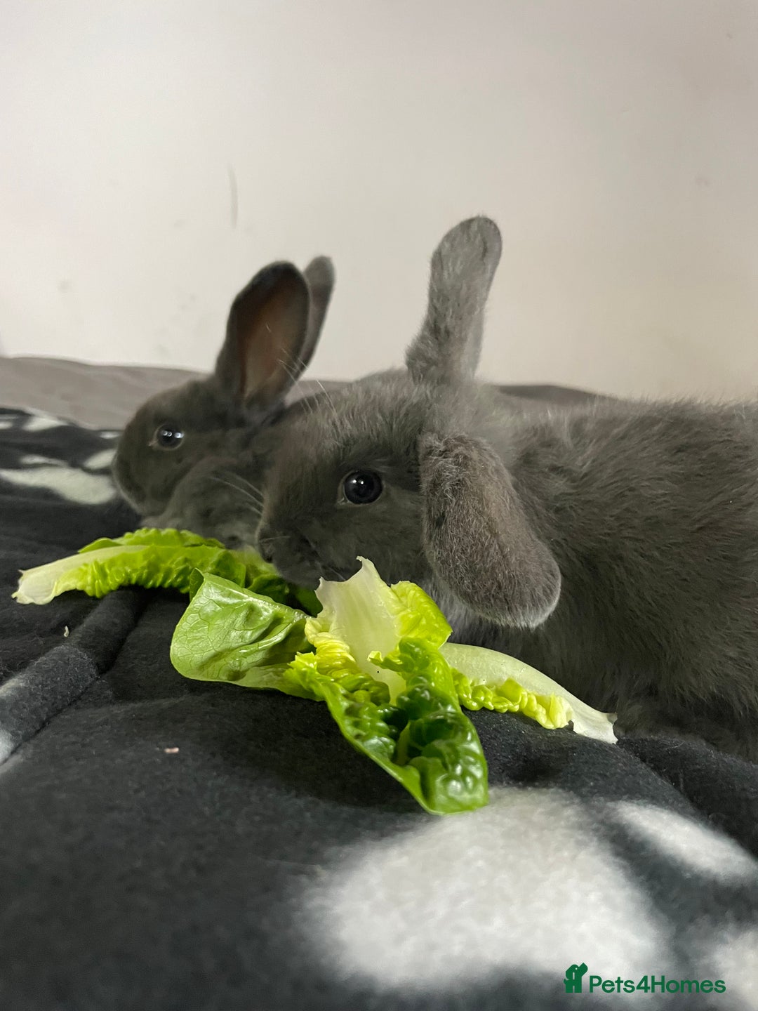 French Lop rabbits for sale: Blue French lopXDutch baby rabbits ready to go now - Image 12