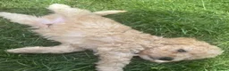Mixed Breed dogs for sale: Little mini poodle boys! - Advert 3