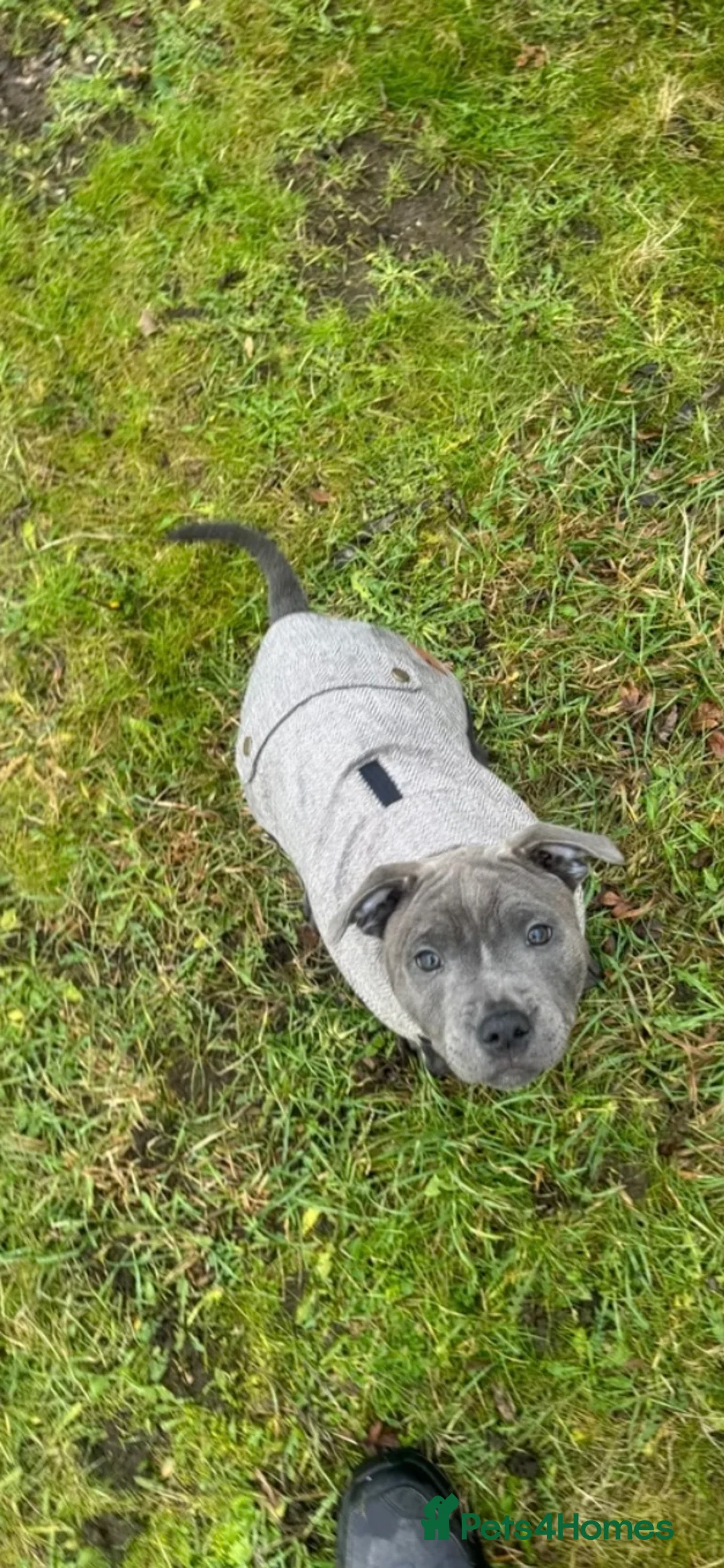 Staffordshire Bull Terrier dogs for sale: 🏆 CHAMPION BLUE BITCH READY TO LEAVE 🏆 - Advert 2