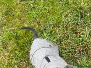 Staffordshire Bull Terrier dogs 🏆 CHAMPION PUPS READY TO LEAVE 🏆 - Advert 1