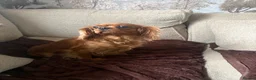 Cavalier King Charles Spaniel dogs for sale: 1year old King Charles cavalier  in Horncastle - Advert 2
