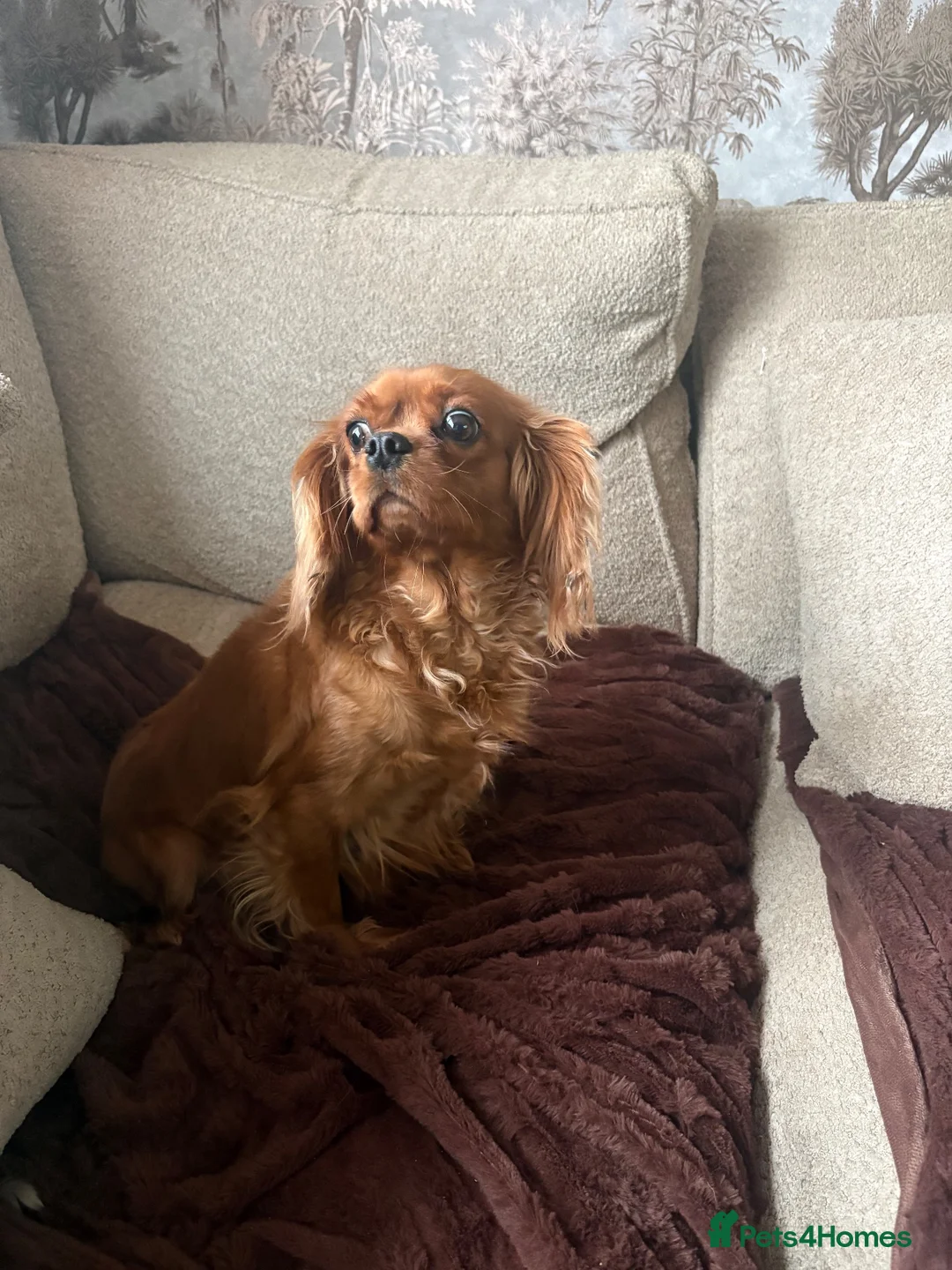 Cavalier King Charles Spaniel dogs for sale: 1year old King Charles cavalier  in Horncastle - Advert 2