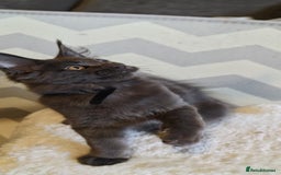 Maine Coon cats for sale: 25% OFF PURE MAINE COONS FROM CHAMPION BLOODLINE! - Image 36
