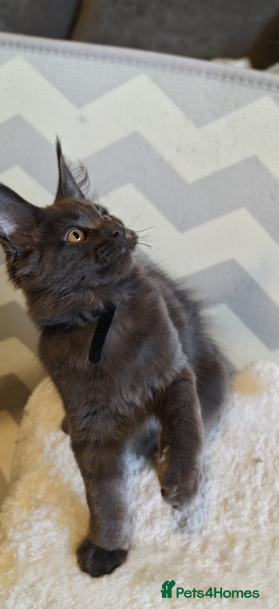 Maine Coon cats for sale: 25% OFF PURE MAINE COONS FROM CHAMPION BLOODLINE! - Image 36