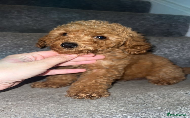 Miniature Poodle dogs - Advert 15