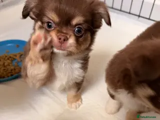 Chihuahua dogs Long coat chihuahua - Advert 1