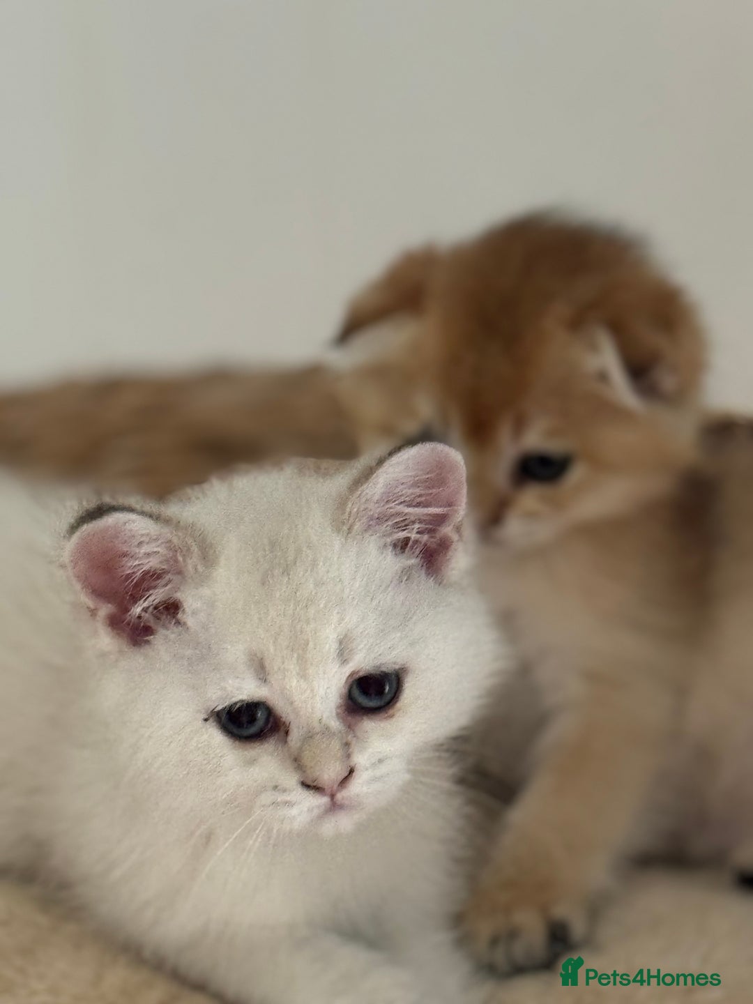 Scottish Fold cats for sale: Scottish fold and straight femals - Image 8