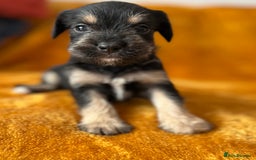 Mixed Breed dogs for sale: SCHNAVALIER PUPPIES  - Image 11