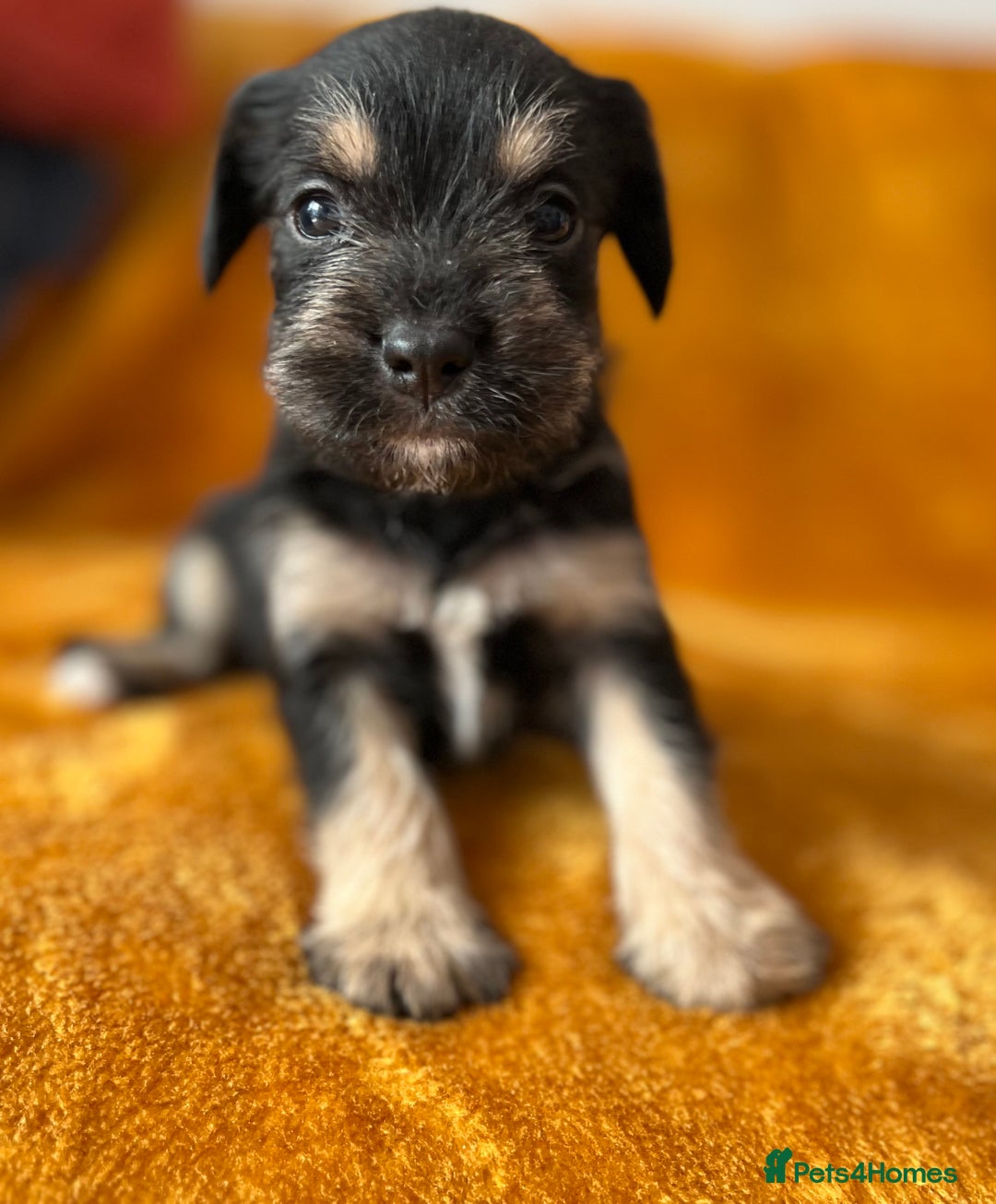 Mixed Breed dogs for sale: SCHNAVALIER PUPPIES  - Image 11