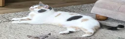 British Shorthair cats for sale: GCCF Active British shorthair  - Advert 3