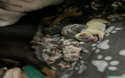 French Bulldog dogs for sale: Chunky frenchie puppies  - Image 8