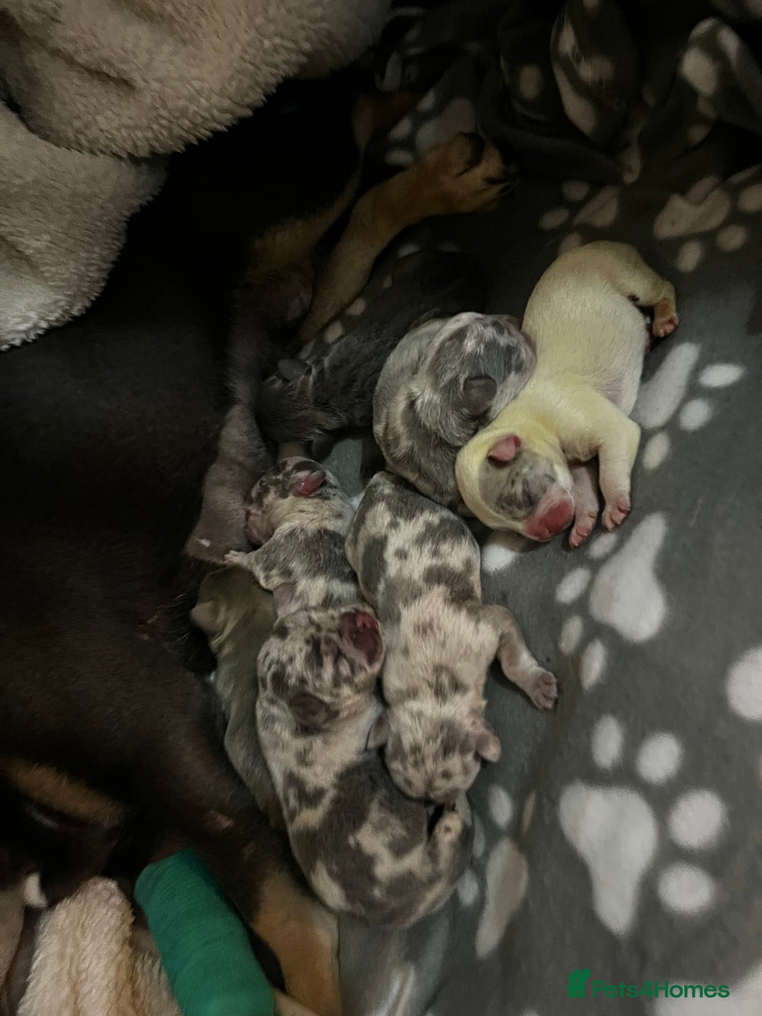 French Bulldog dogs for sale: Chunky frenchie puppies  - Image 8