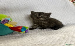 British Shorthair cats for sale: Gorgeous British shorthairs - Image 30