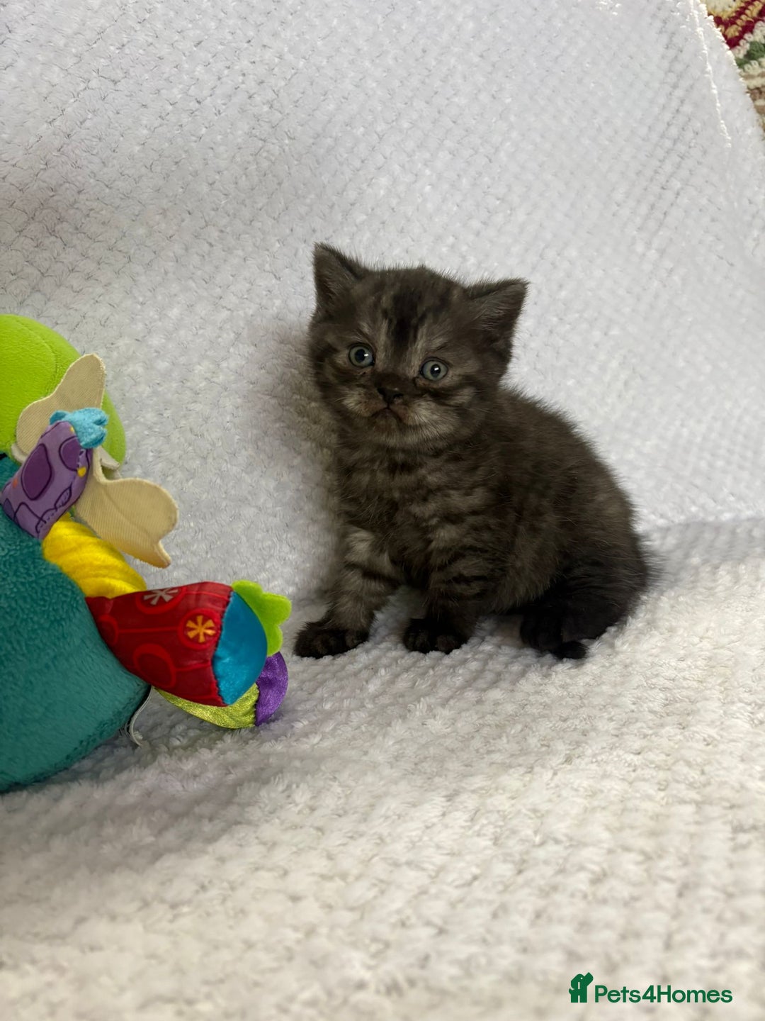 British Shorthair cats for sale: Gorgeous British shorthairs - Image 30