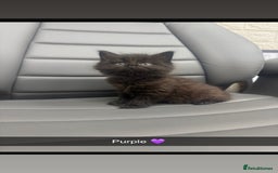 Mixed Breed cats for sale: 5 beautiful kittens  - Advert 4